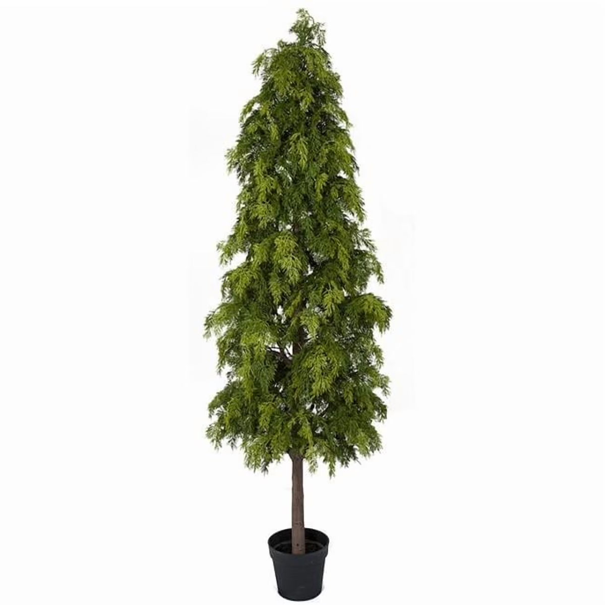 6 ft. Cypress Tree Shrub, Green