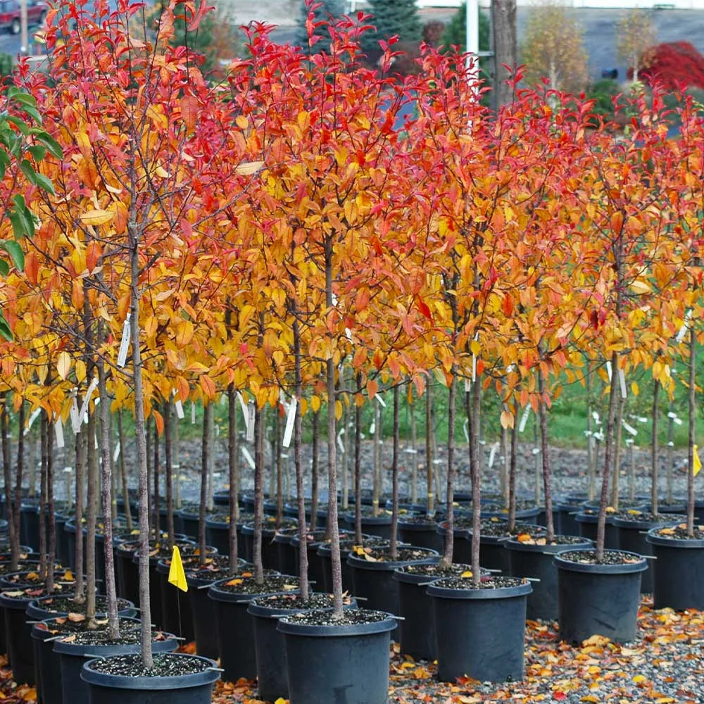 Brighter Blooms - Prairifire Crabapple Tree, 4-5 ft. - No Shipping To AZ,CA,ID,OR