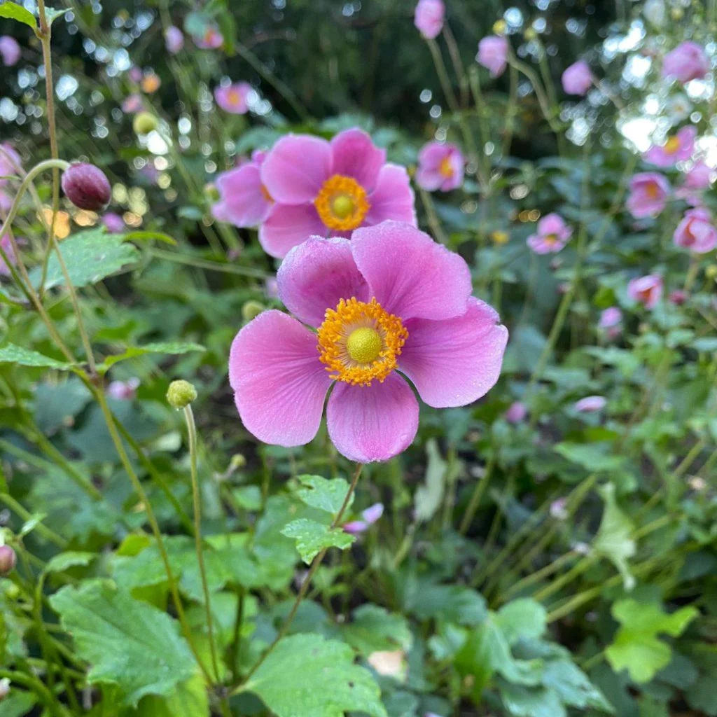 September Charm Japanese Anemone-Perennial-Elegant pink flowers 1 Gallon (Pack of 4)