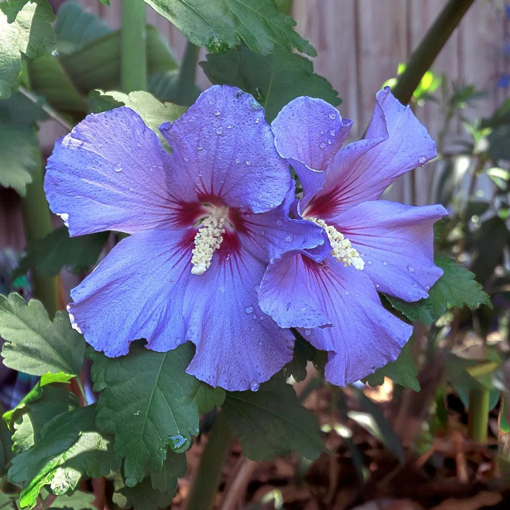 Brighter Blooms - Azurri Blue Satin? Rose of Sharon Althea Tree, 4-5 ft. - No Shipping to AZ, OR