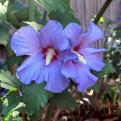 Brighter Blooms - Azurri Blue Satin? Rose of Sharon Althea Tree, 4-5 ft. - No Shipping to AZ, OR