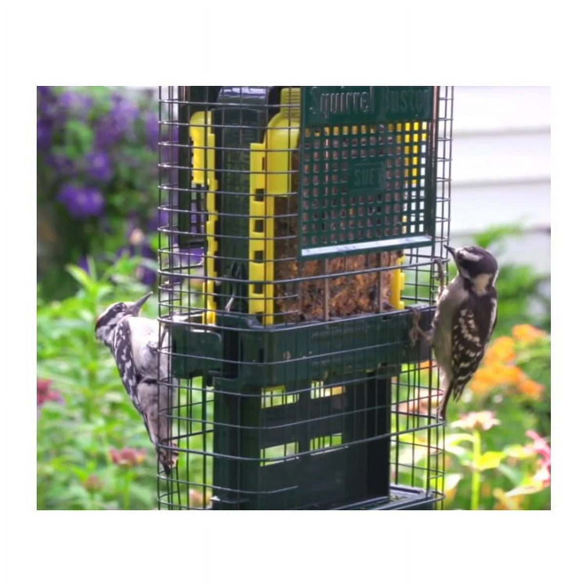 Brome Squirrel Buster Suet Feeder