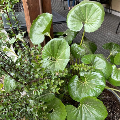Gigantea Leopard Plant-Perennial-Attracts Pollinators  10" Pot