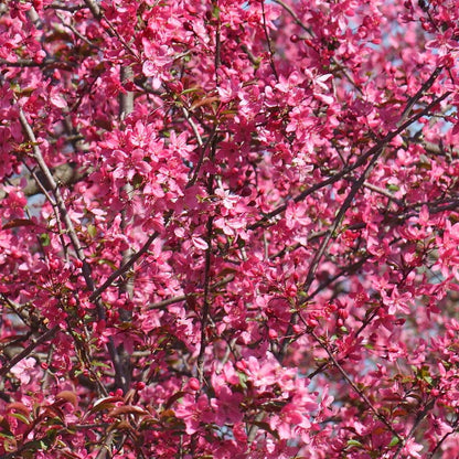 Brighter Blooms - Prairifire Crabapple Tree, 4-5 ft. - No Shipping To AZ,CA,ID,OR