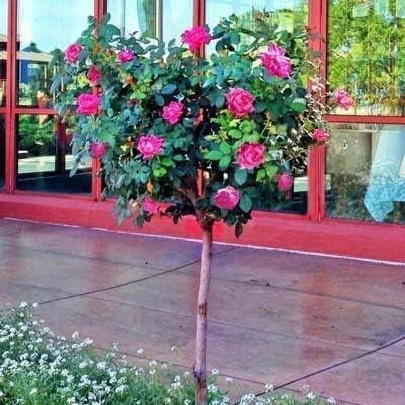 Brighter Blooms - Pink Knock Out Rose Tree, 3-4 ft. - No Shipping To AZ