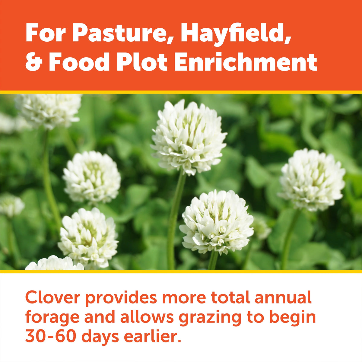 Pennington Durana Perennial White Clover Grass Seed, 25lb