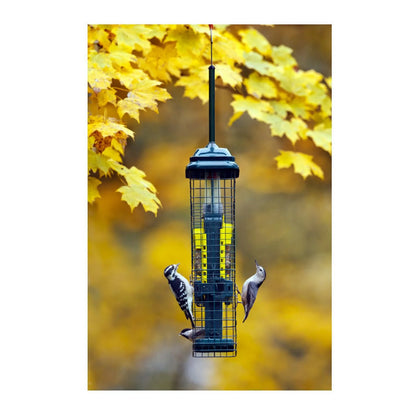 Brome Squirrel Buster Suet Feeder