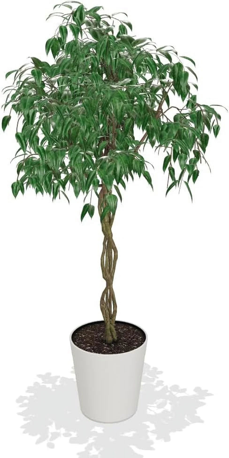 Brighter Blooms - Braided Benjamina Ficus Tree, 3-4 ft. - No Shipping to AZ, OR