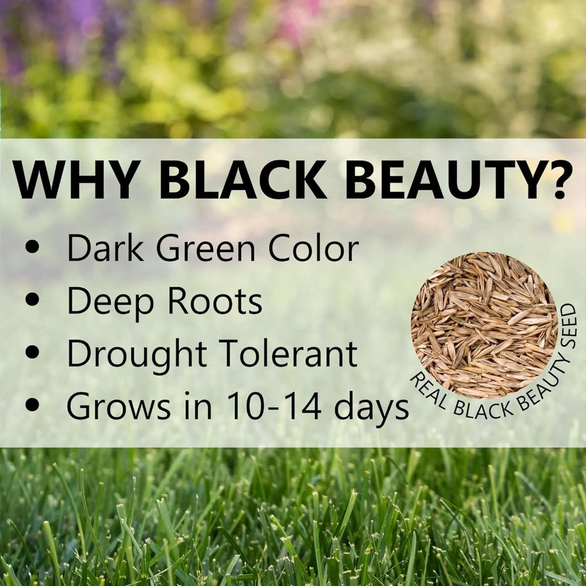 Jonathan Green Black Beauty Keystone All Grasses Sun or Shade Grass Seed 25 lb
