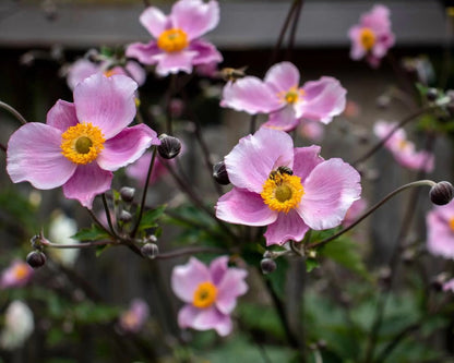 September Charm Japanese Anemone-Perennial-Elegant pink flowers  1 Gallon (Pack of 4)