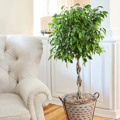 Brighter Blooms - Braided Benjamina Ficus Tree, 3-4 ft. - No Shipping to AZ, OR